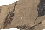 Fossil Leaf (Fagopsis, Metasequoia sp) Plate #221186-1
